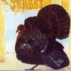 Wild Turkey (Band) – Turkey