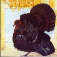 Wild Turkey - Turkey