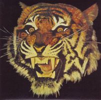 TIGER_00